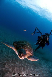 Green turtle an diver by Victor Amor 